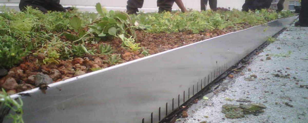 Edging on Evanston, Illinois Green Roof